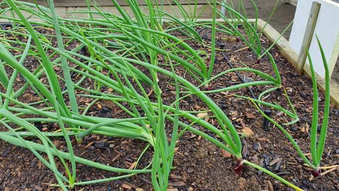 Another Encouragement Award