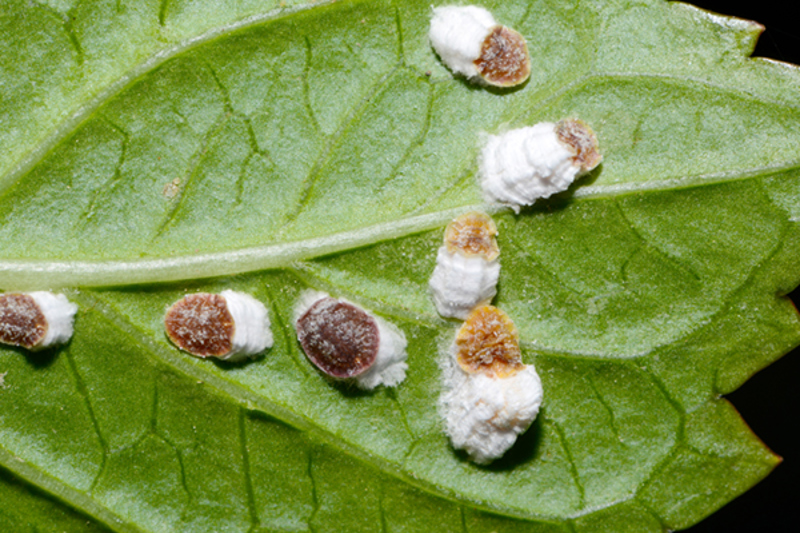 Cottony Vine Scale (Pulvinaria vitis)