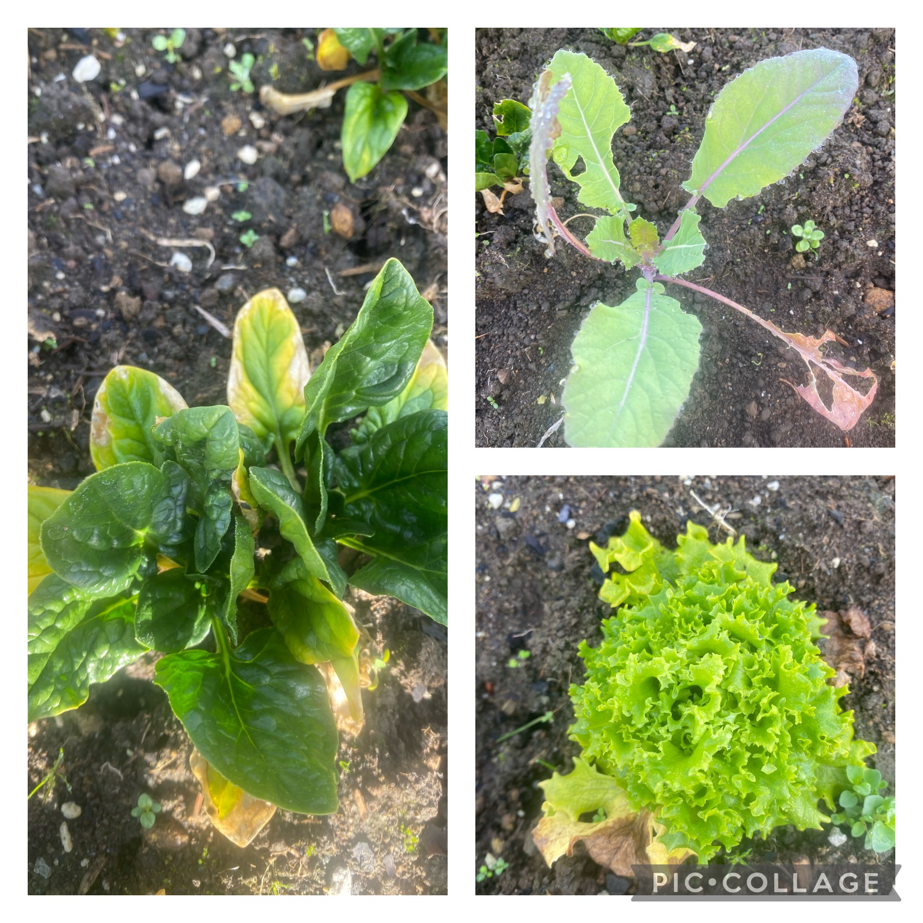 Why won’t you grow!!