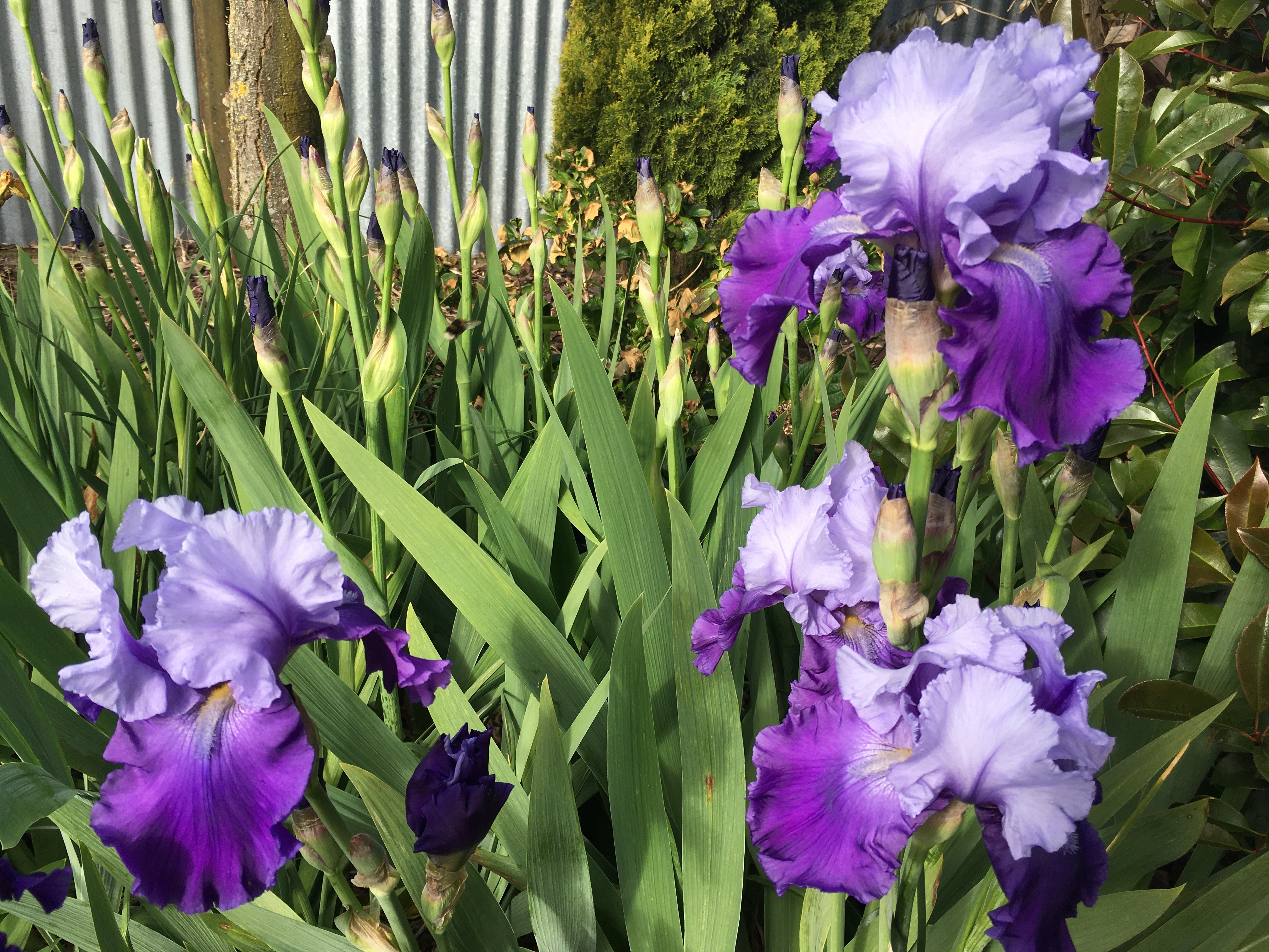 For the love of Iris'