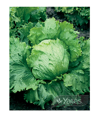 Lettuce Yatesdale Product