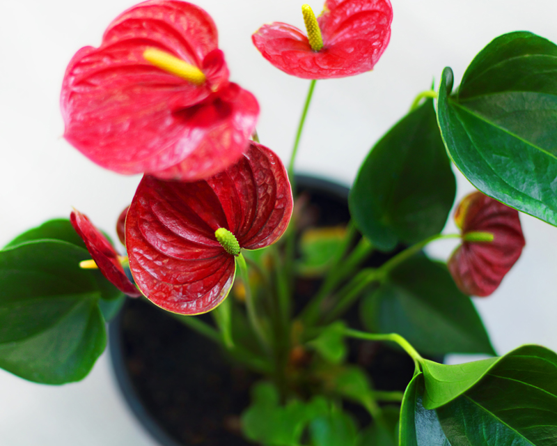 Anthurium