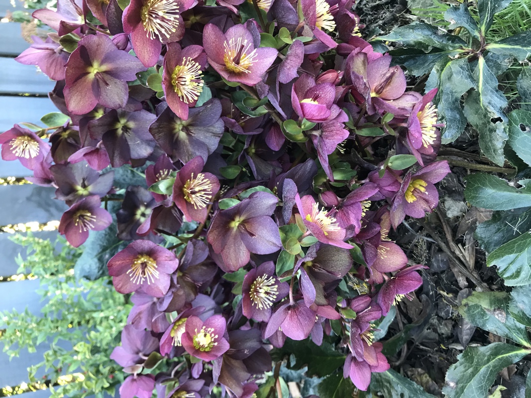 Hellebores or winter roses are a spring star