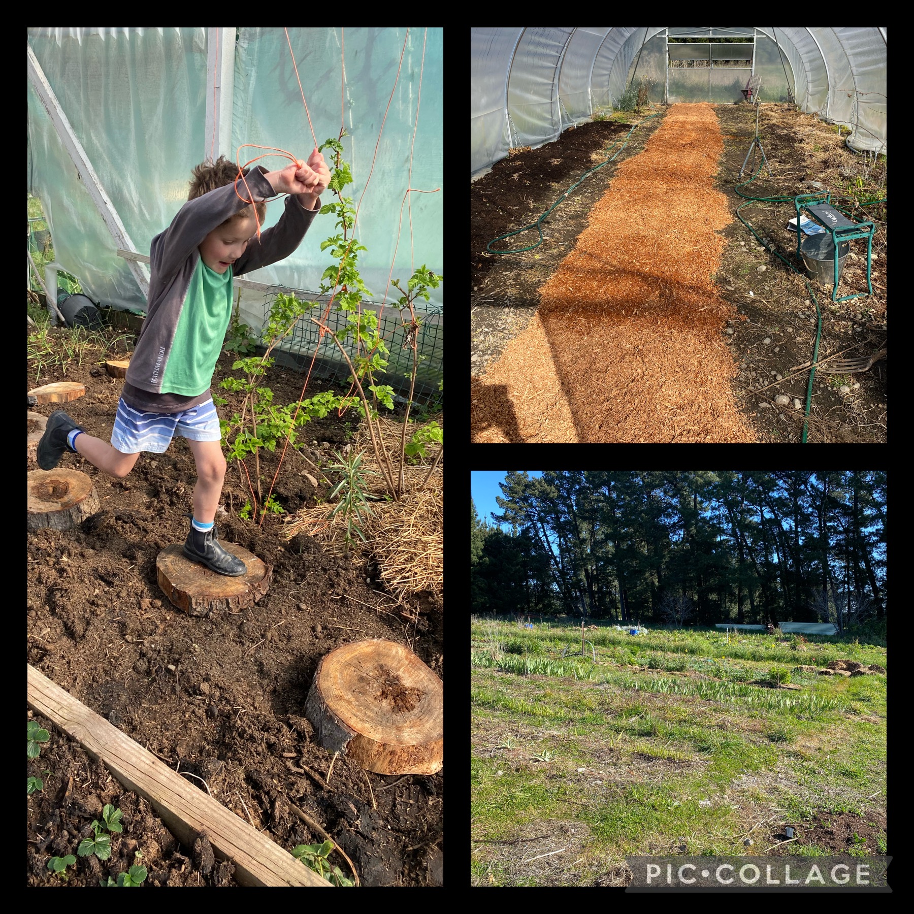 Flower field and a little whimsy