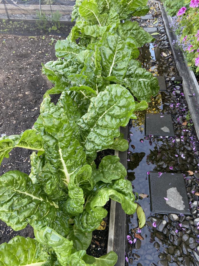 Another underrated plant.