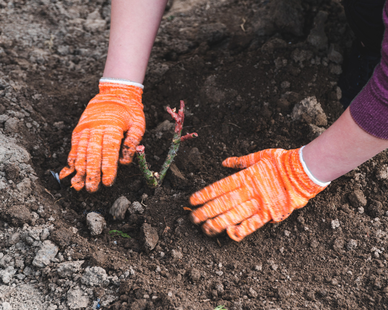 Winter is Rose Planting Season
