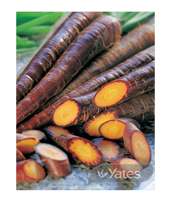Carrot Purple Product