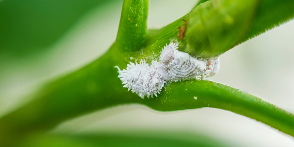 Mealybugs 2