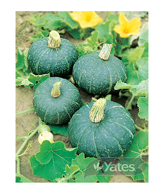 Pumpkin Buttercup Product