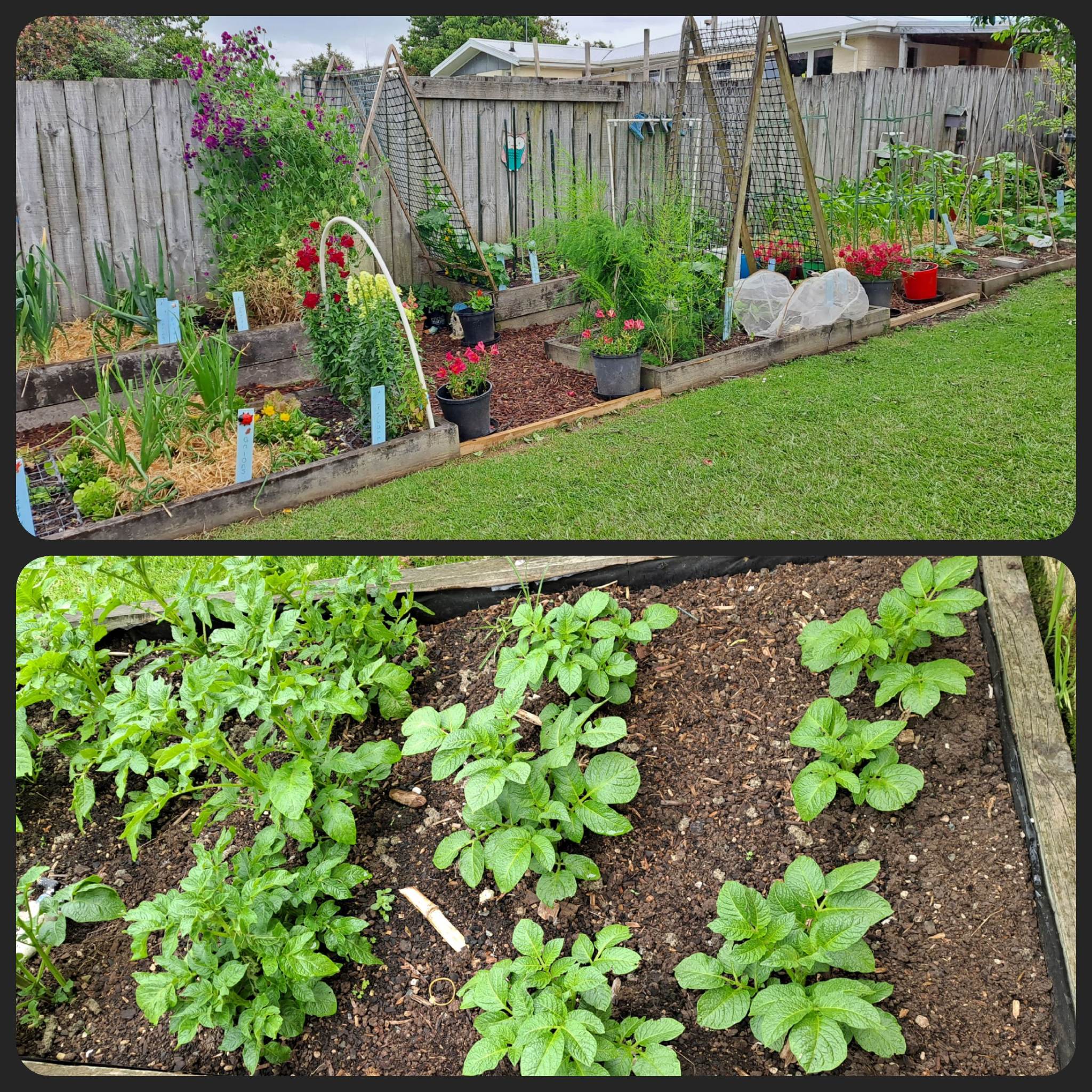 Back Garden Complete