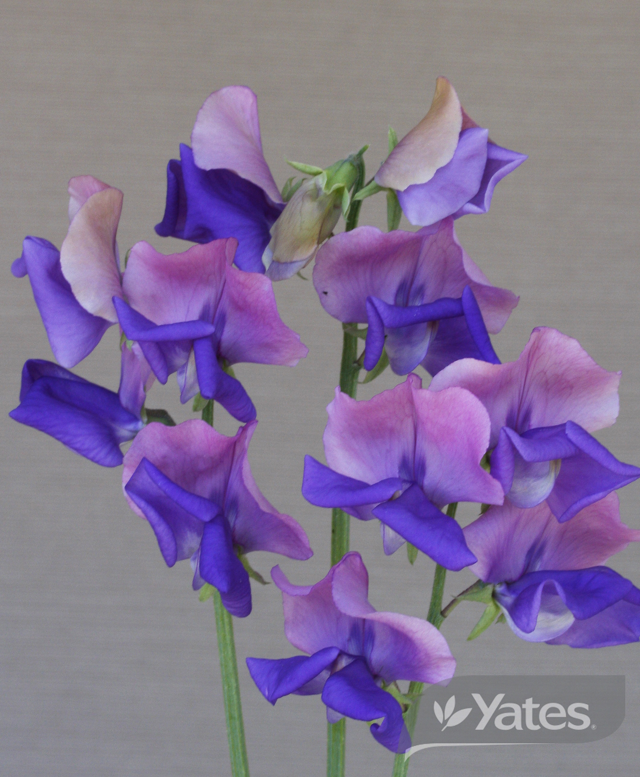 Sweet Pea Flowers Blue Butterflies Product