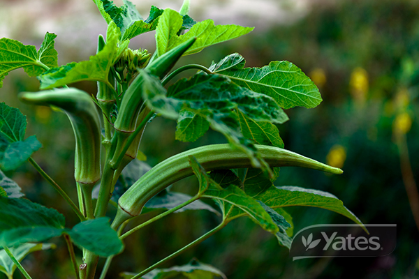 Okra