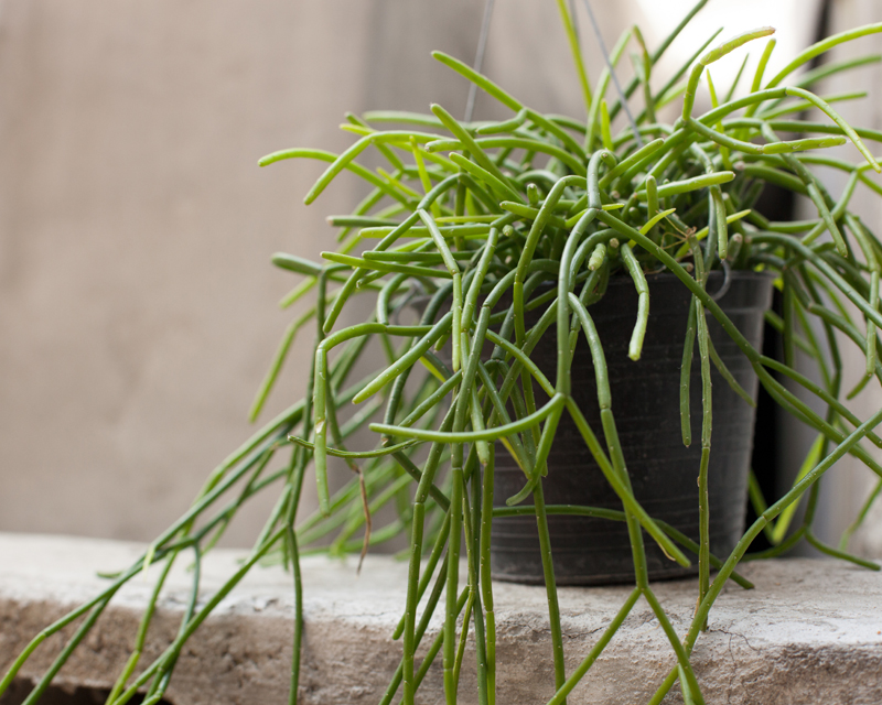 Rhipsalis