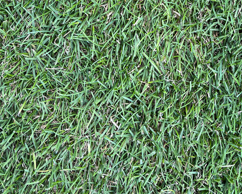 Yates Anytime Lawn Seed