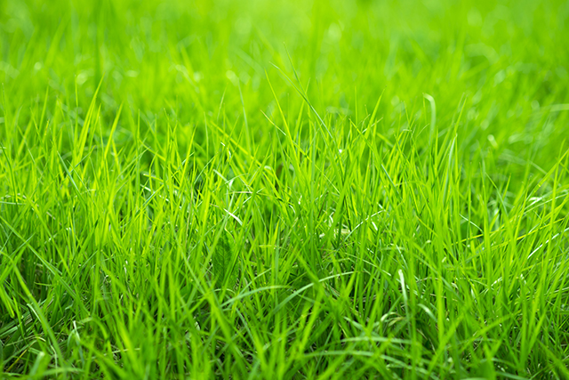 Fresh Lawn Grass