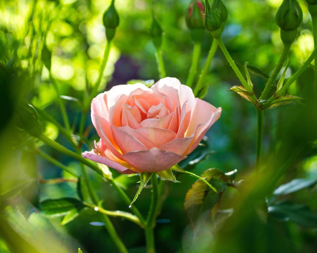 Summer Rose care tips to refresh and reinvigorate. | Yates