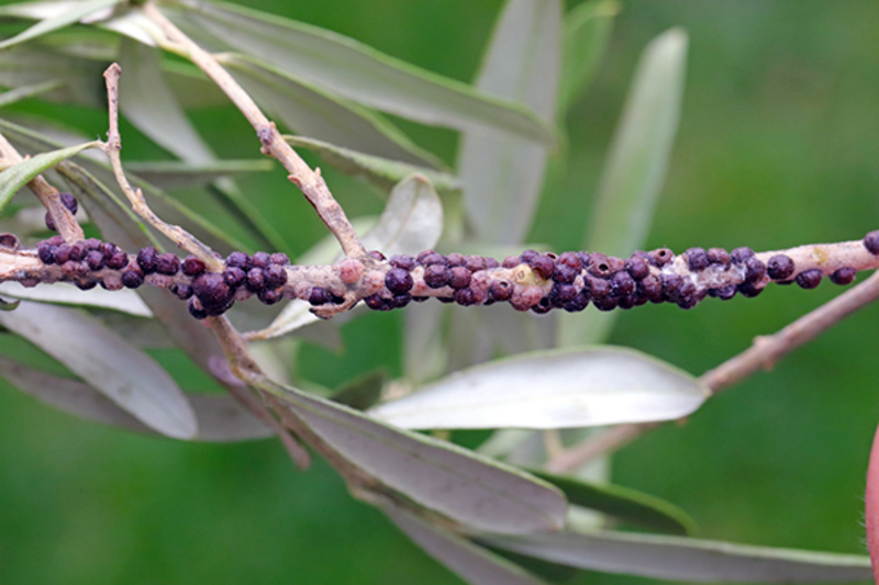 Olive Scale (Saissetia oleae)