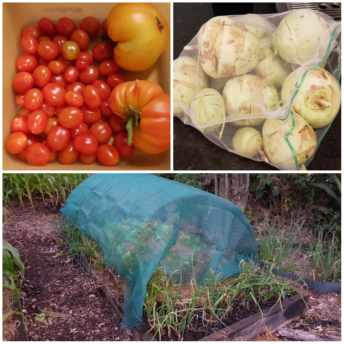 Any Idea What To Do With Kohl Rabi?