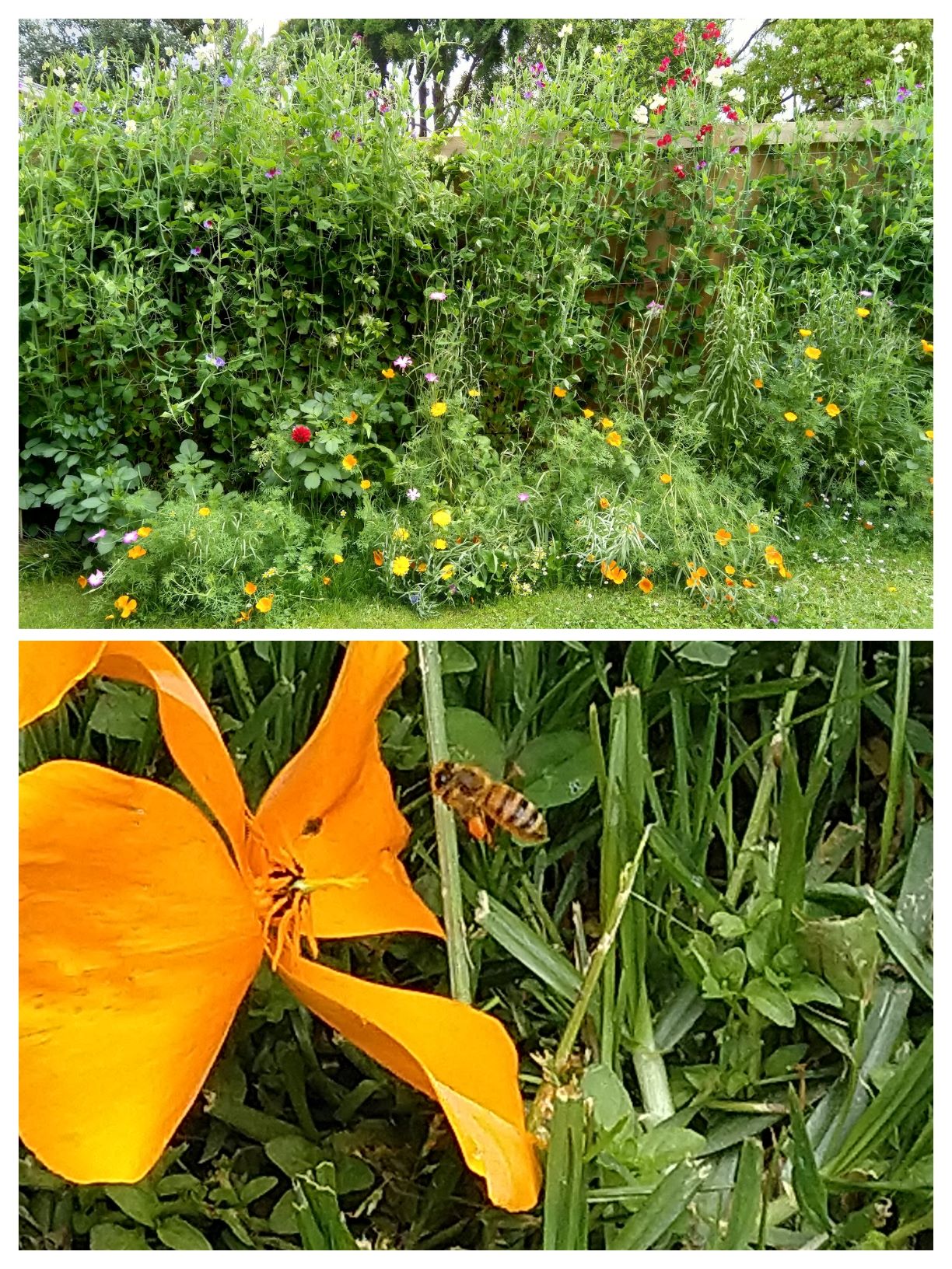 Sweet Peas and Honey Bees!