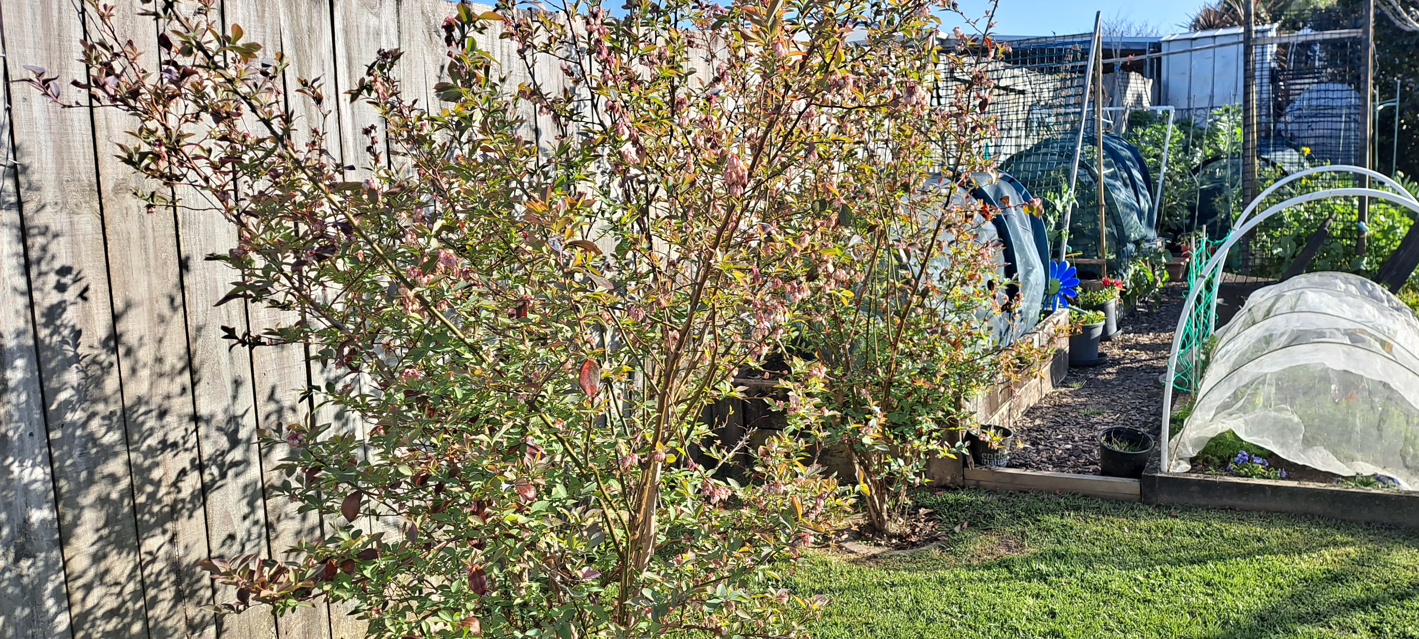 To Water or Not to Water? That is the Question