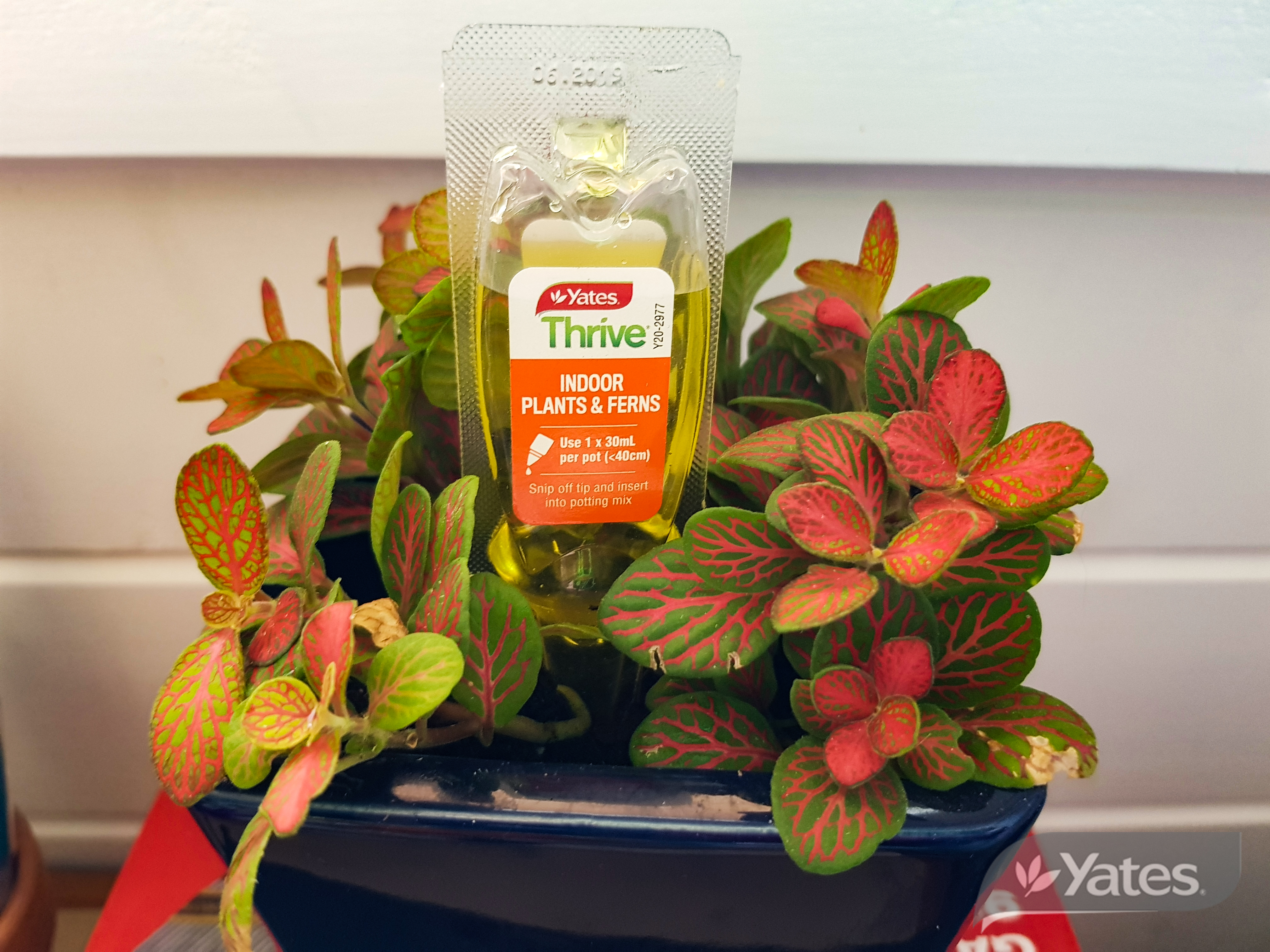 Thrive Indoor Plants And Ferns Dripper In Situ