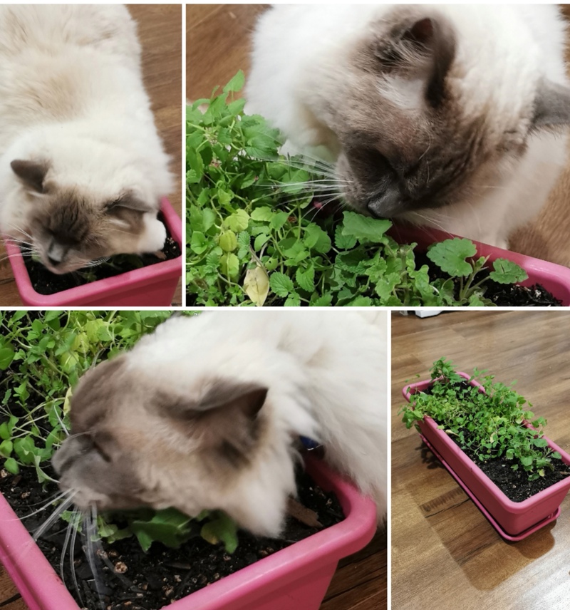 Cat Gardening.