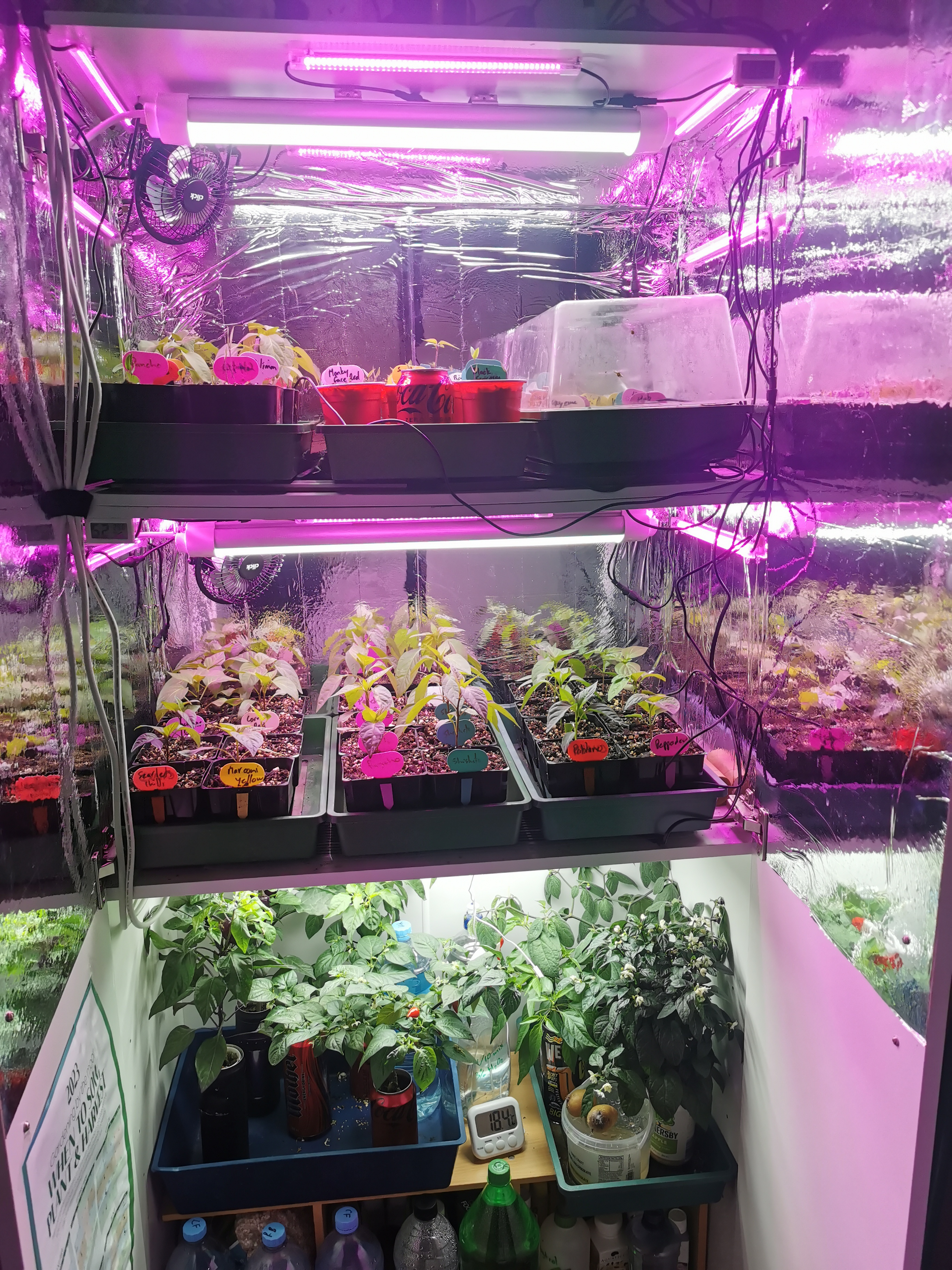 Pepper Plants for spring. 