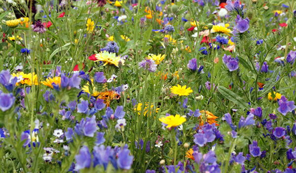Wildflower Meadow Insitu