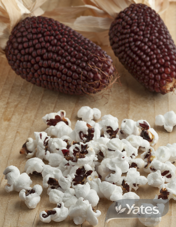 Yates Popstar Strawberry Popcorn In Situ 56197