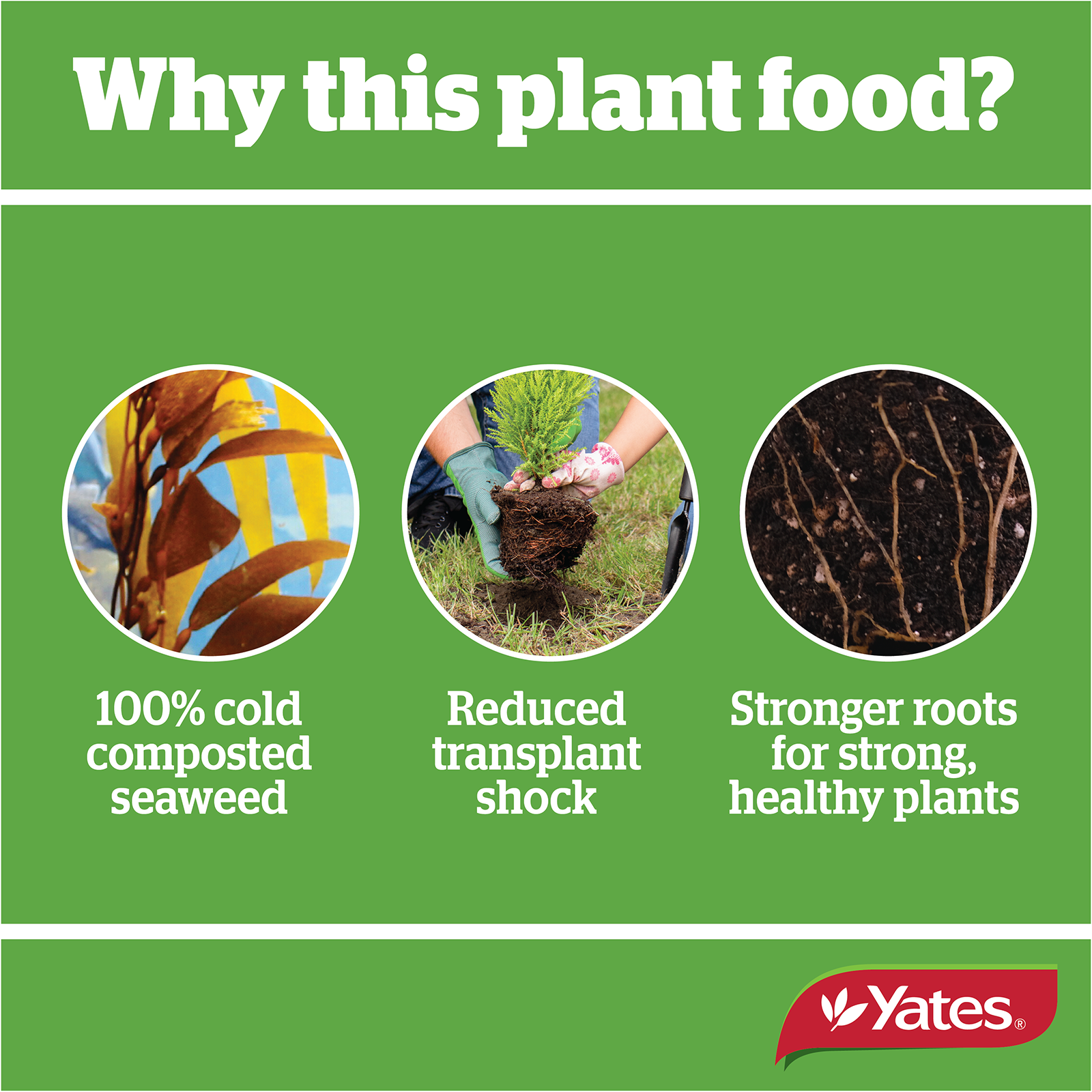 Fish Seaweed Tonic V2 09