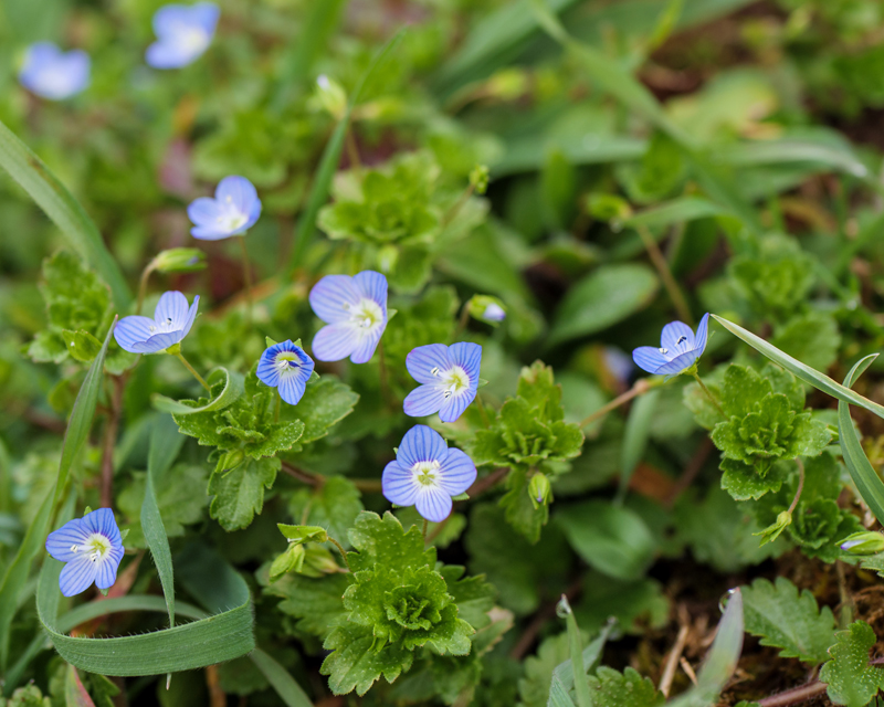 Speedwell