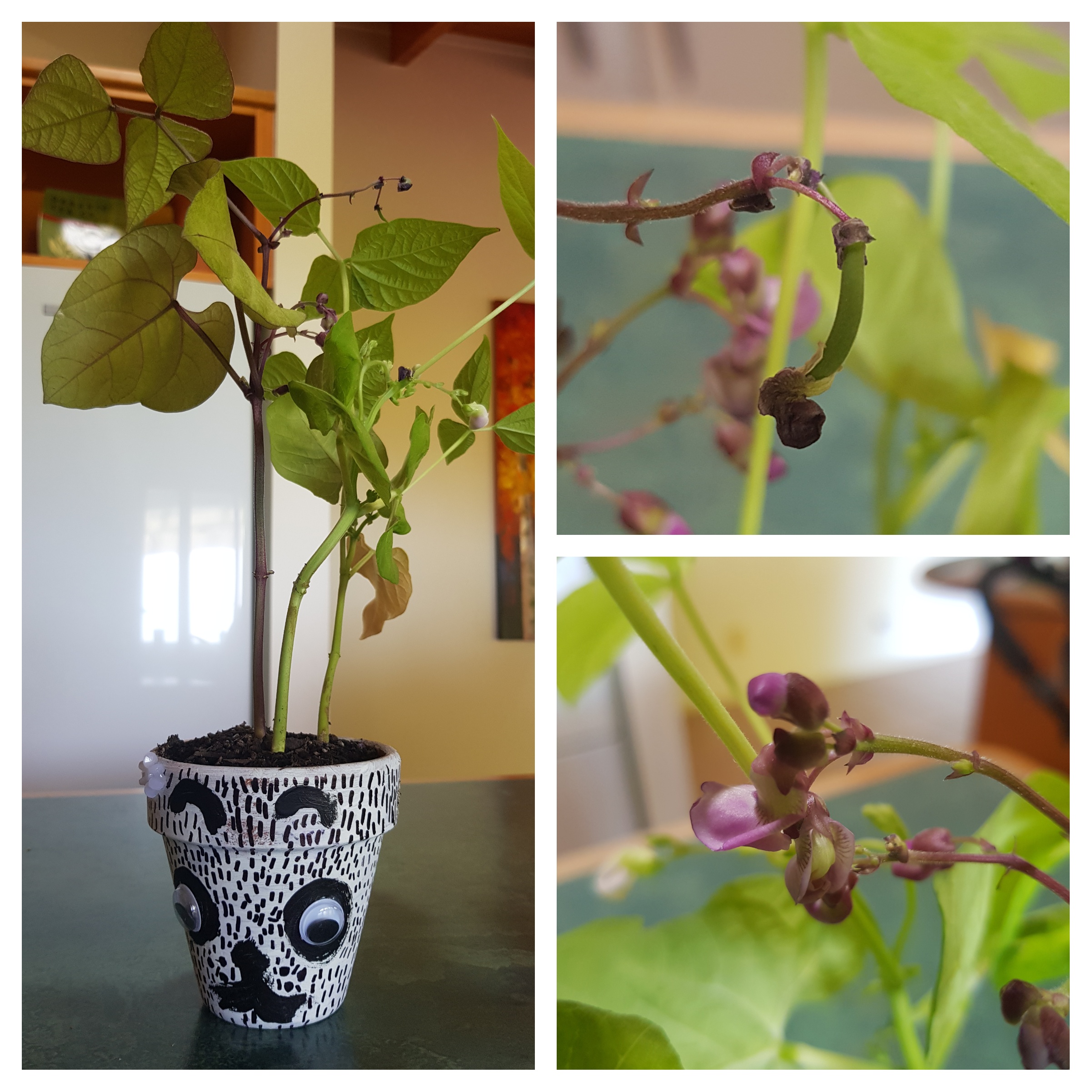 This Is Getting Desperate