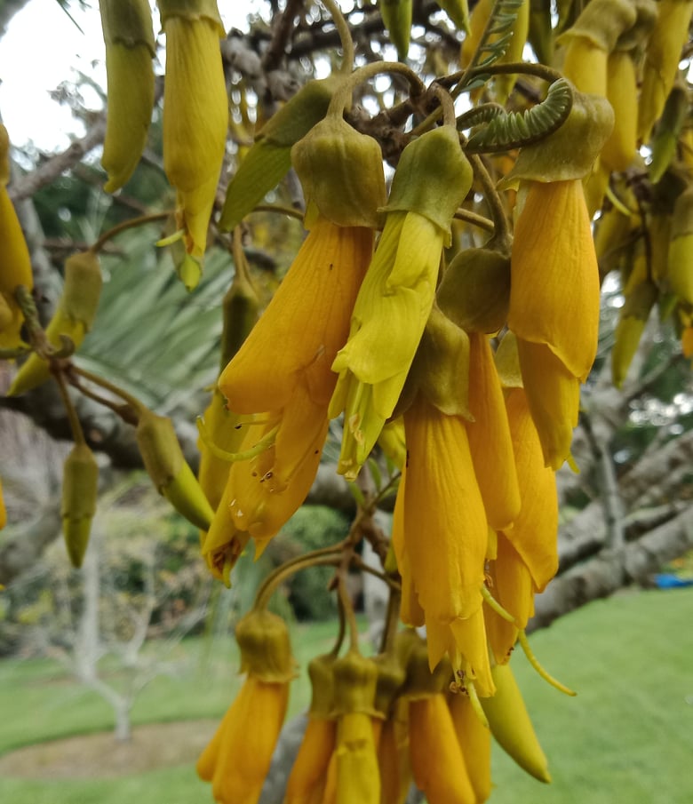 Time to Plant Kumara