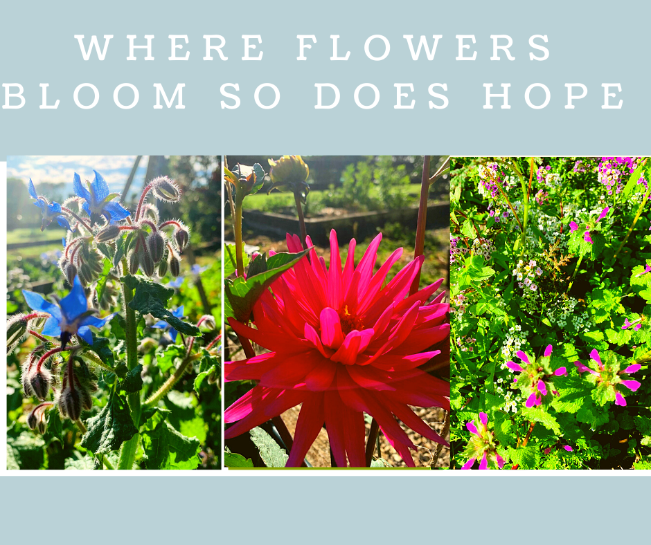 The beauty of Flowers