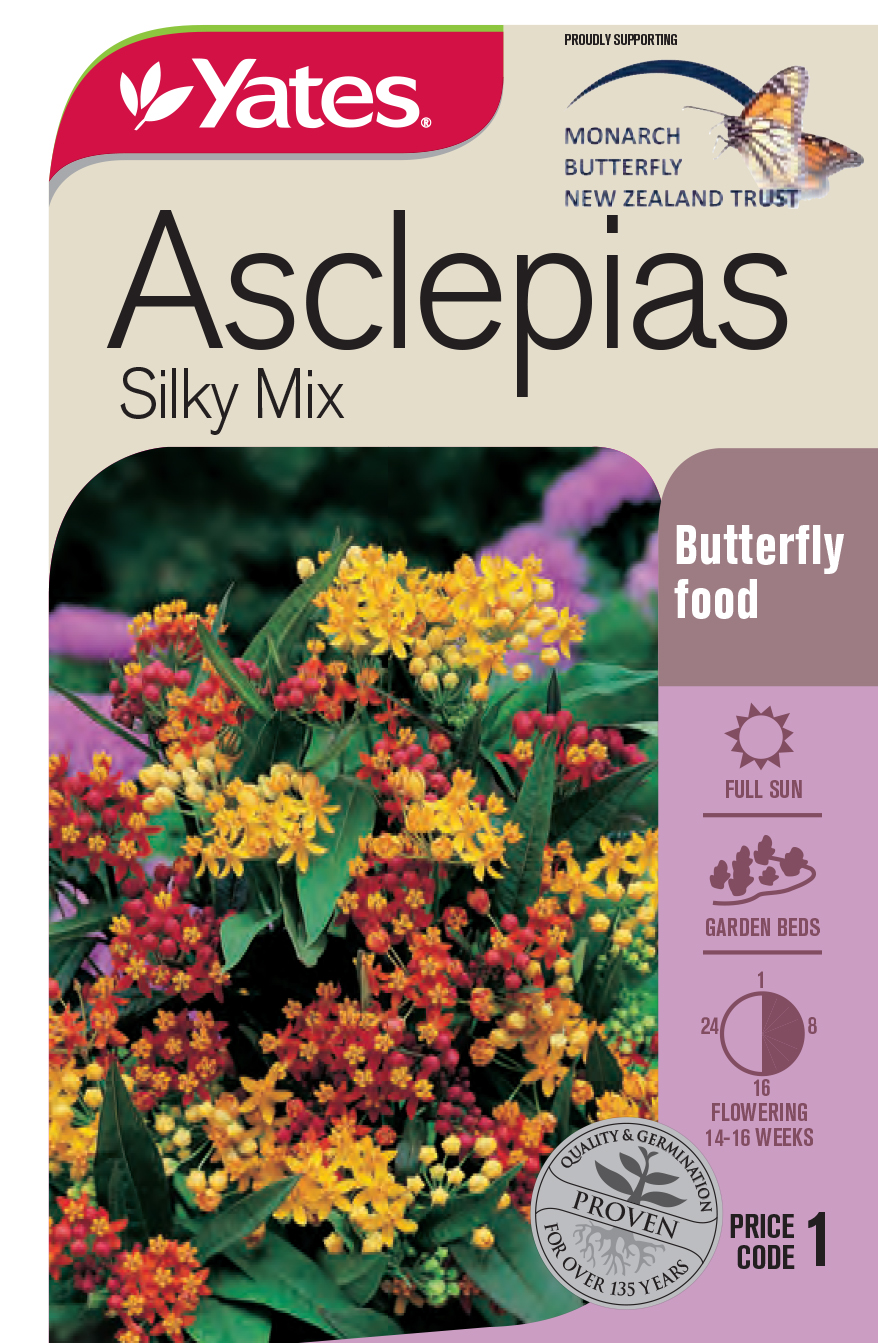 Asclepias 'Silky Mix'