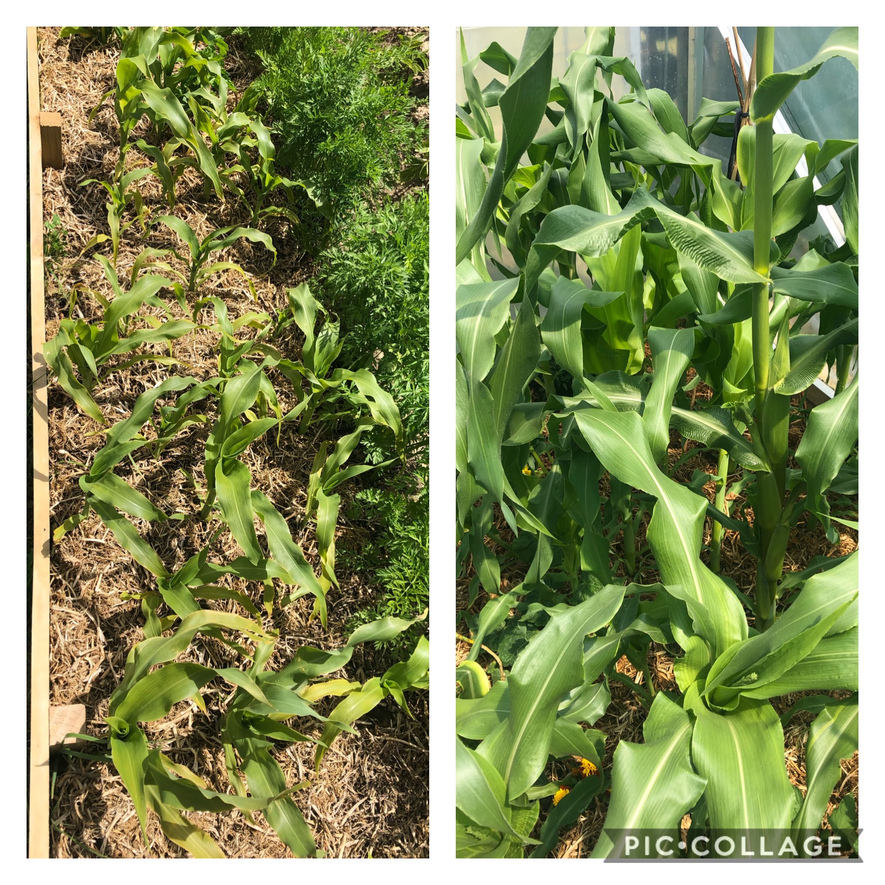 Growing corn in Invercargill 