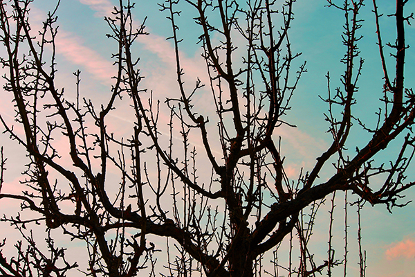 Apple Tree Silhouette