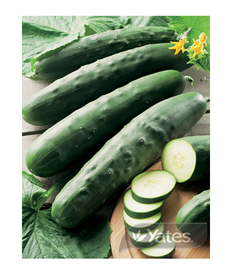 Cucumber Lebanese Product