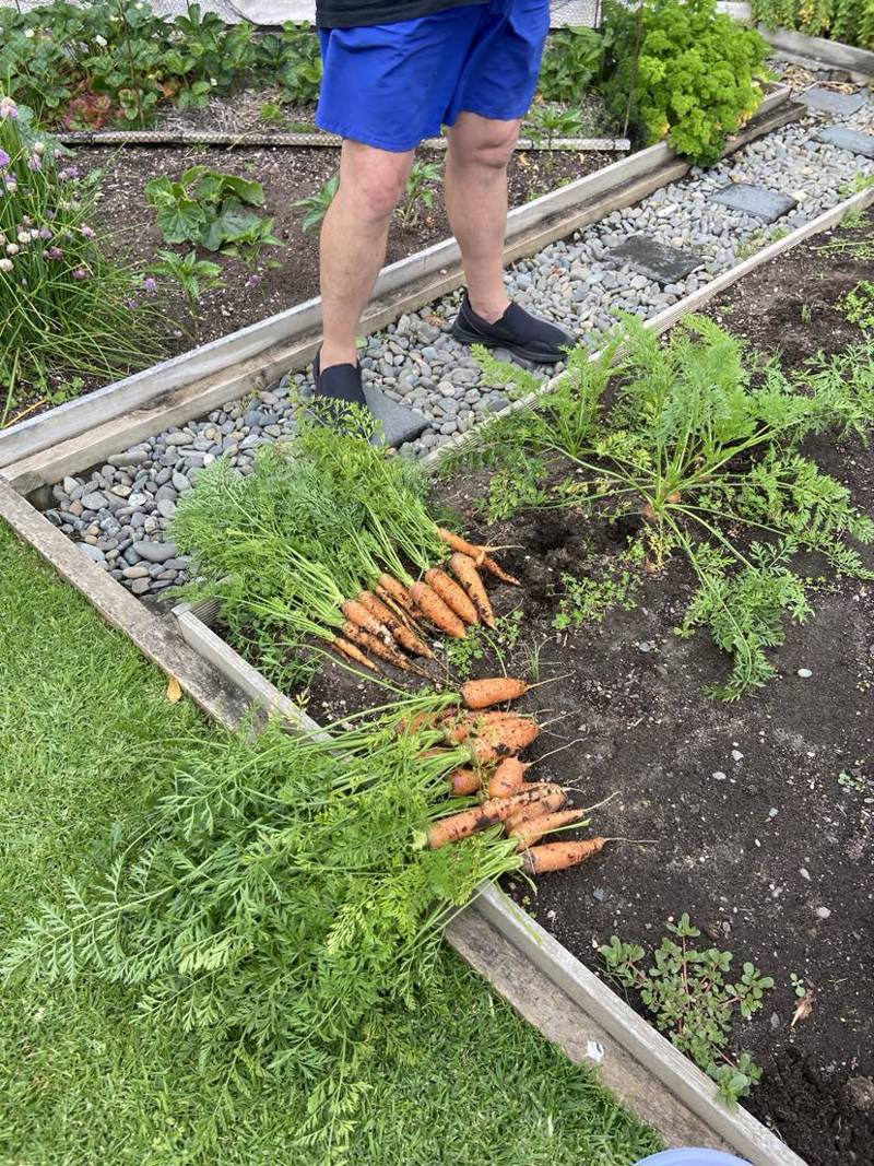 Goodbye Yams, Hullo Carrots.