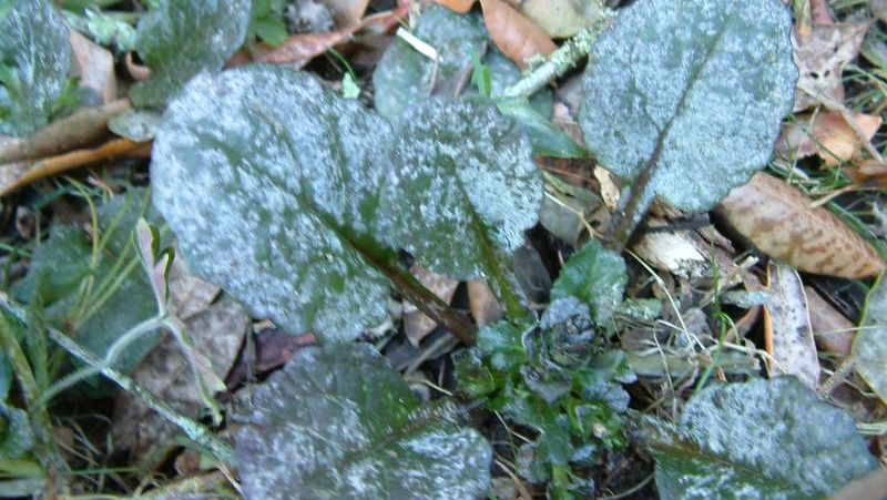 Powdery Mildew