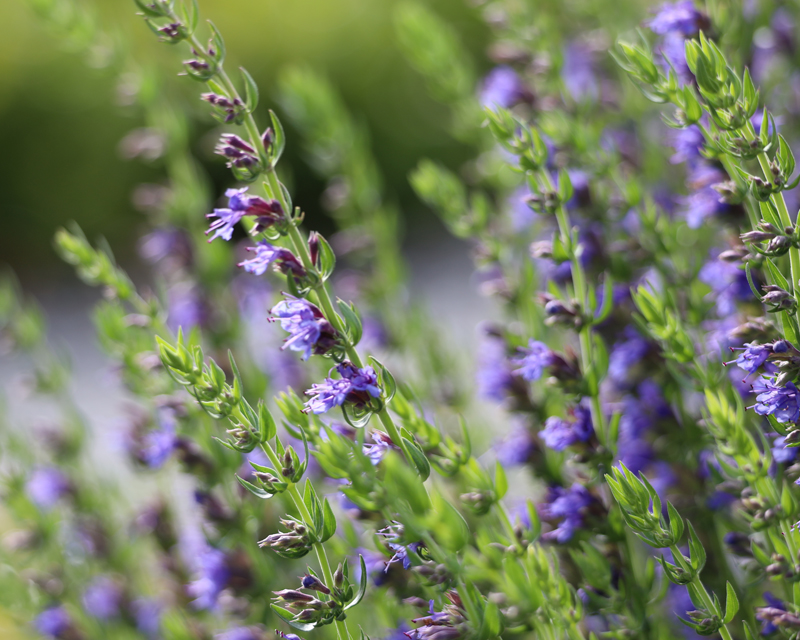 Hyssop