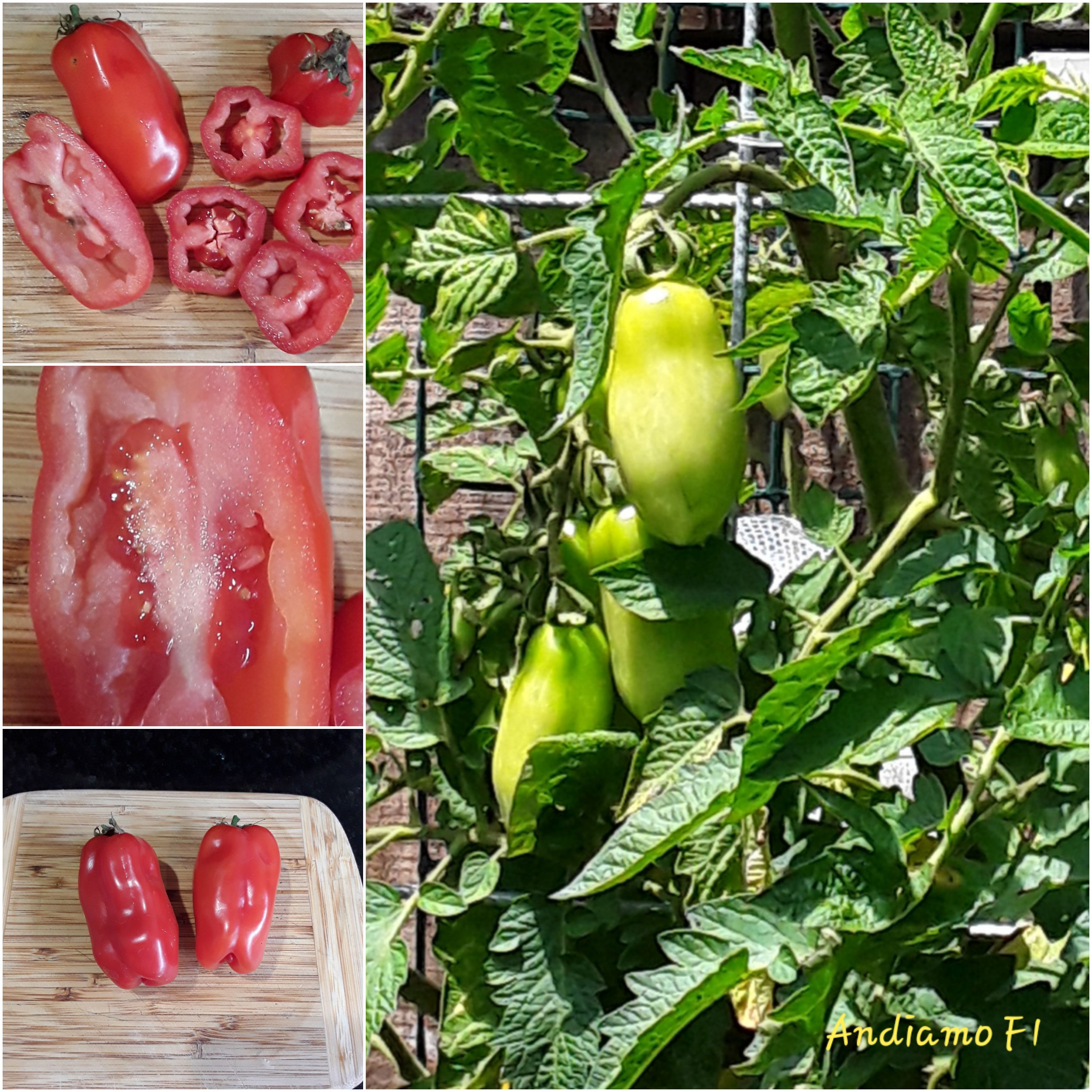 Andiamo F1...Summary