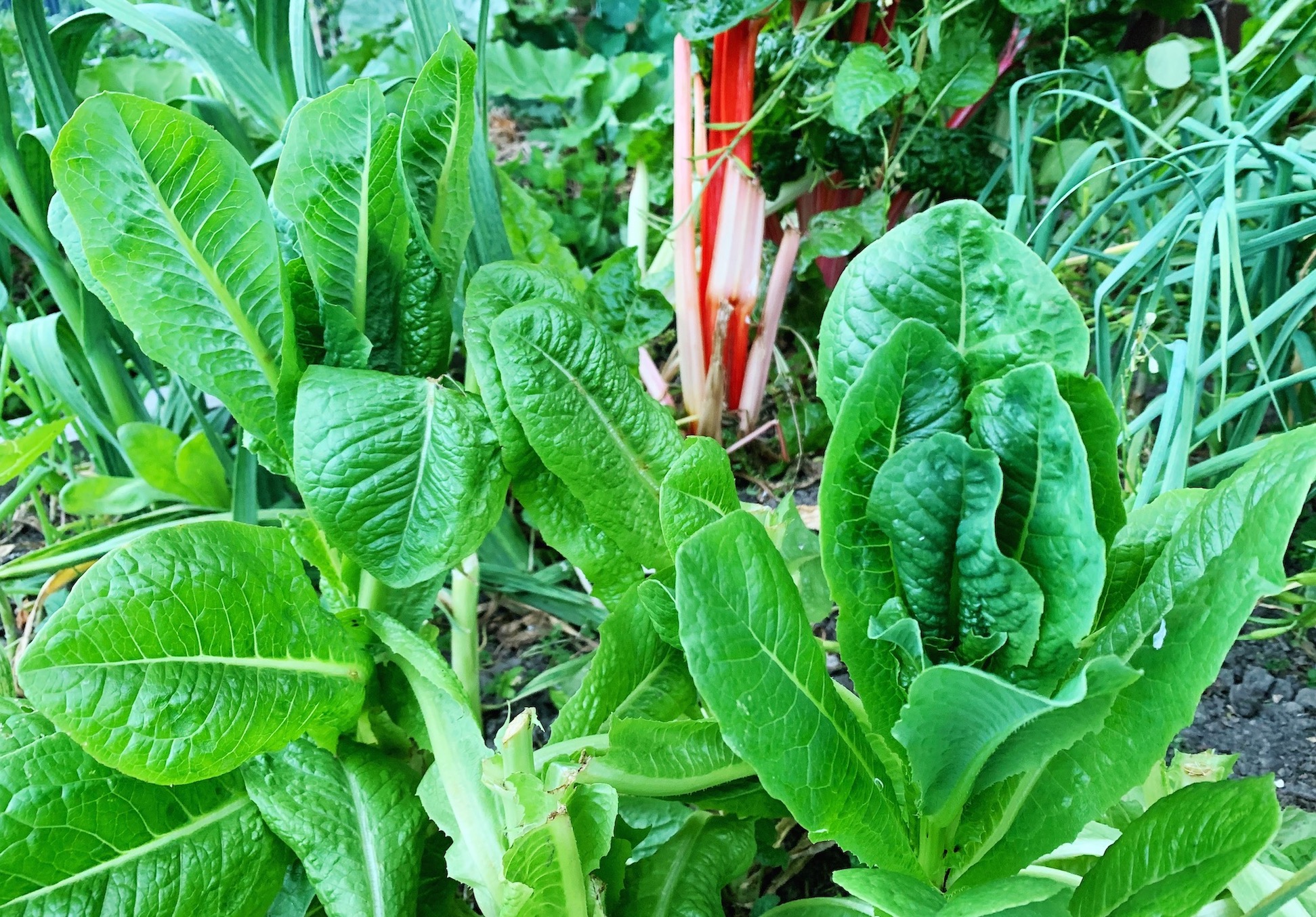 SERIOUSLY GOOD CEASAR SALAD