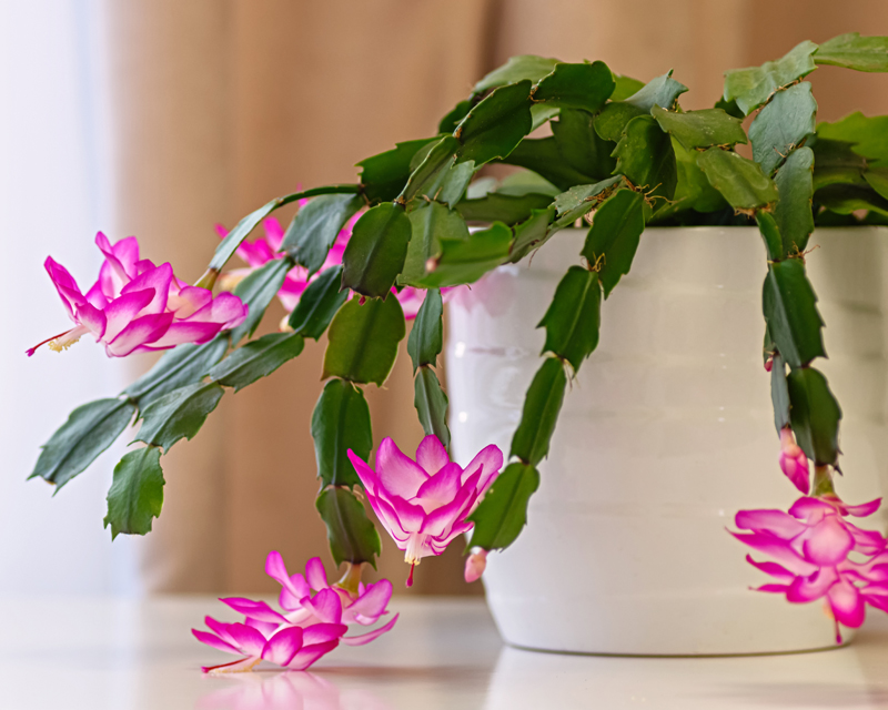 Zygocactus