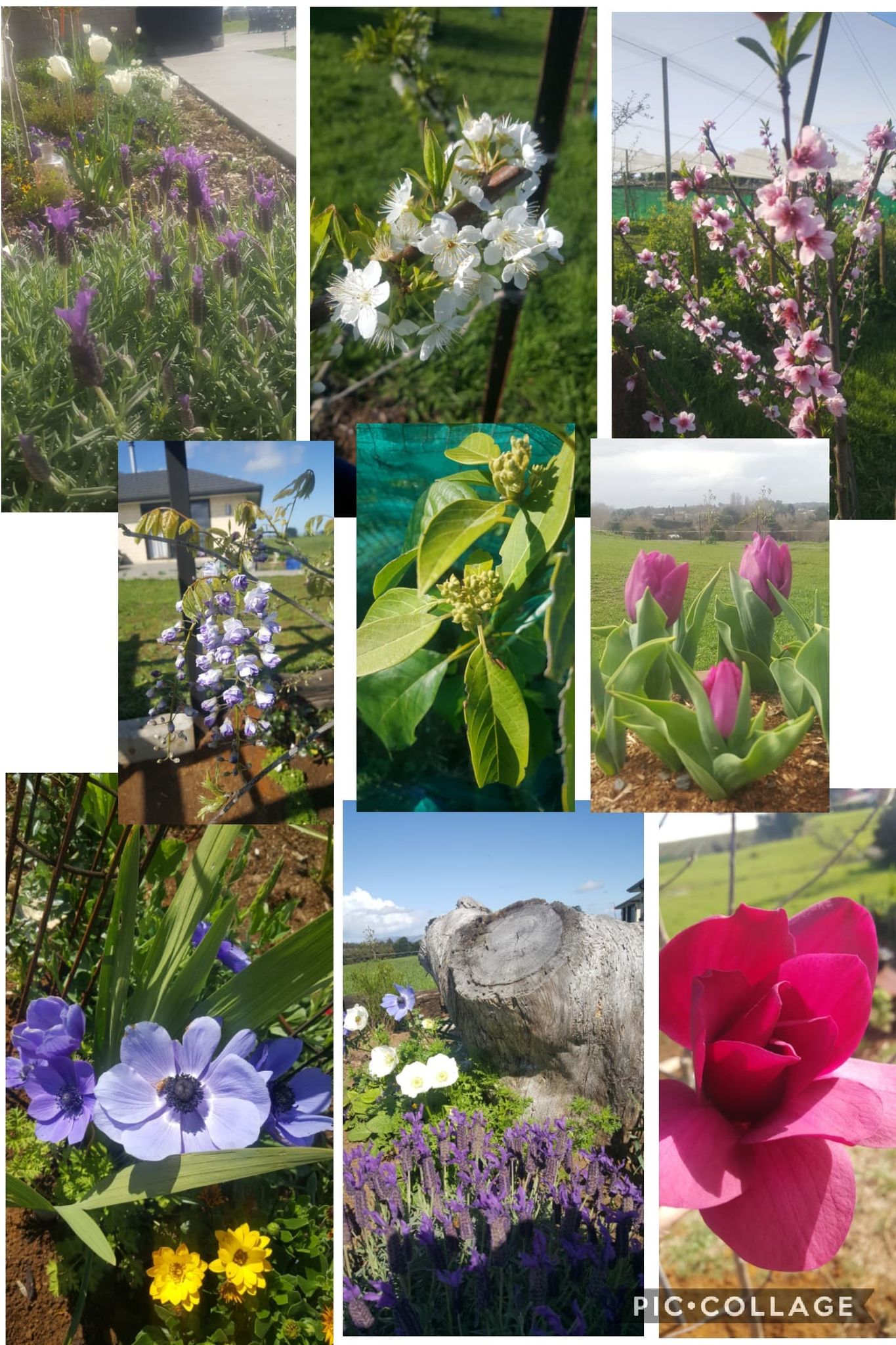 The hills are alive with the sound of ...bees!!!