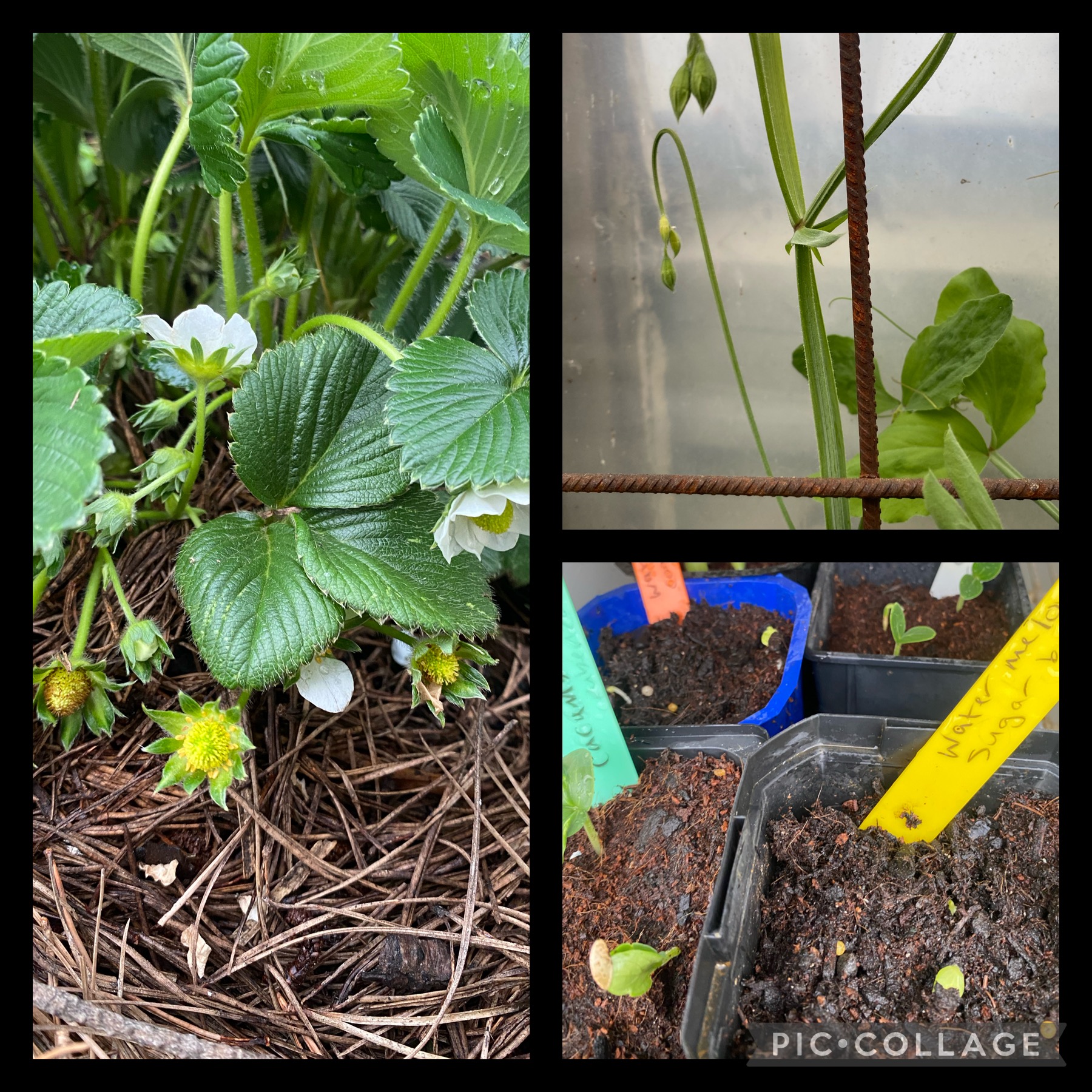 Sweet peas and strawberries 