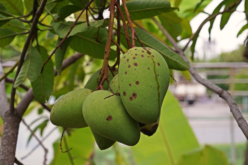 common-problems-anthranose-mango