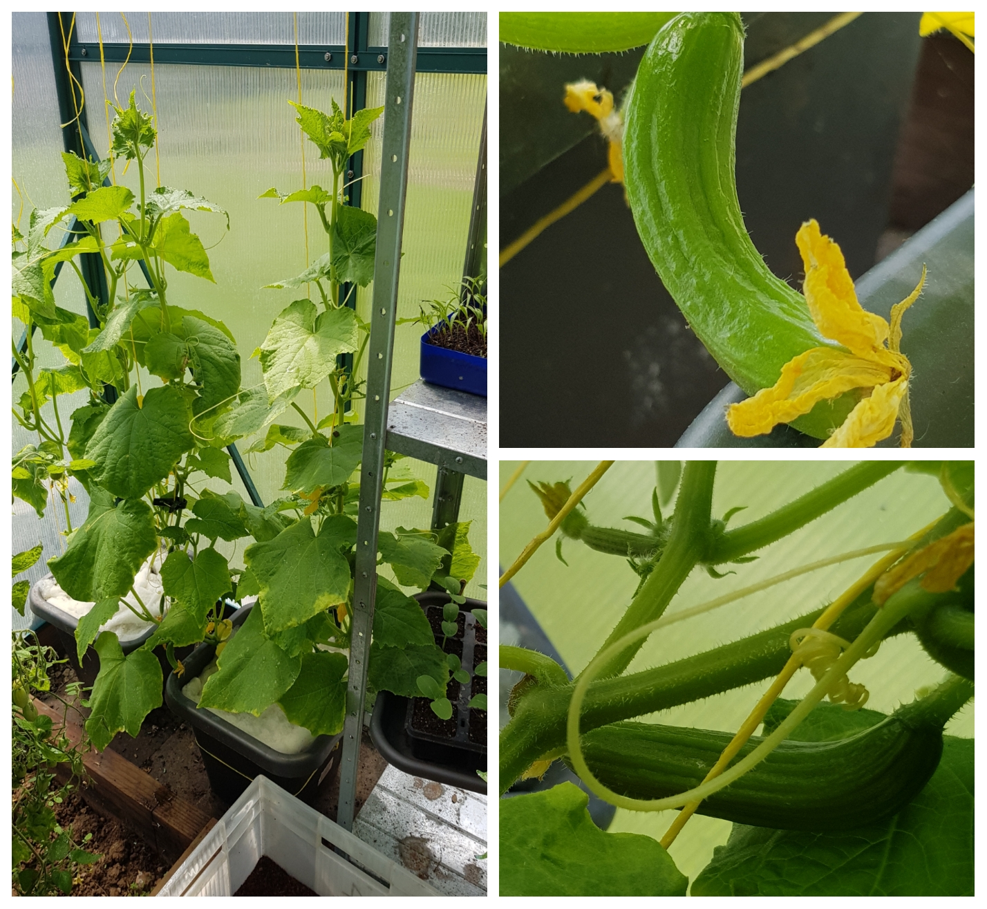 We Have Cucumbers & Not A Moment Too Soon