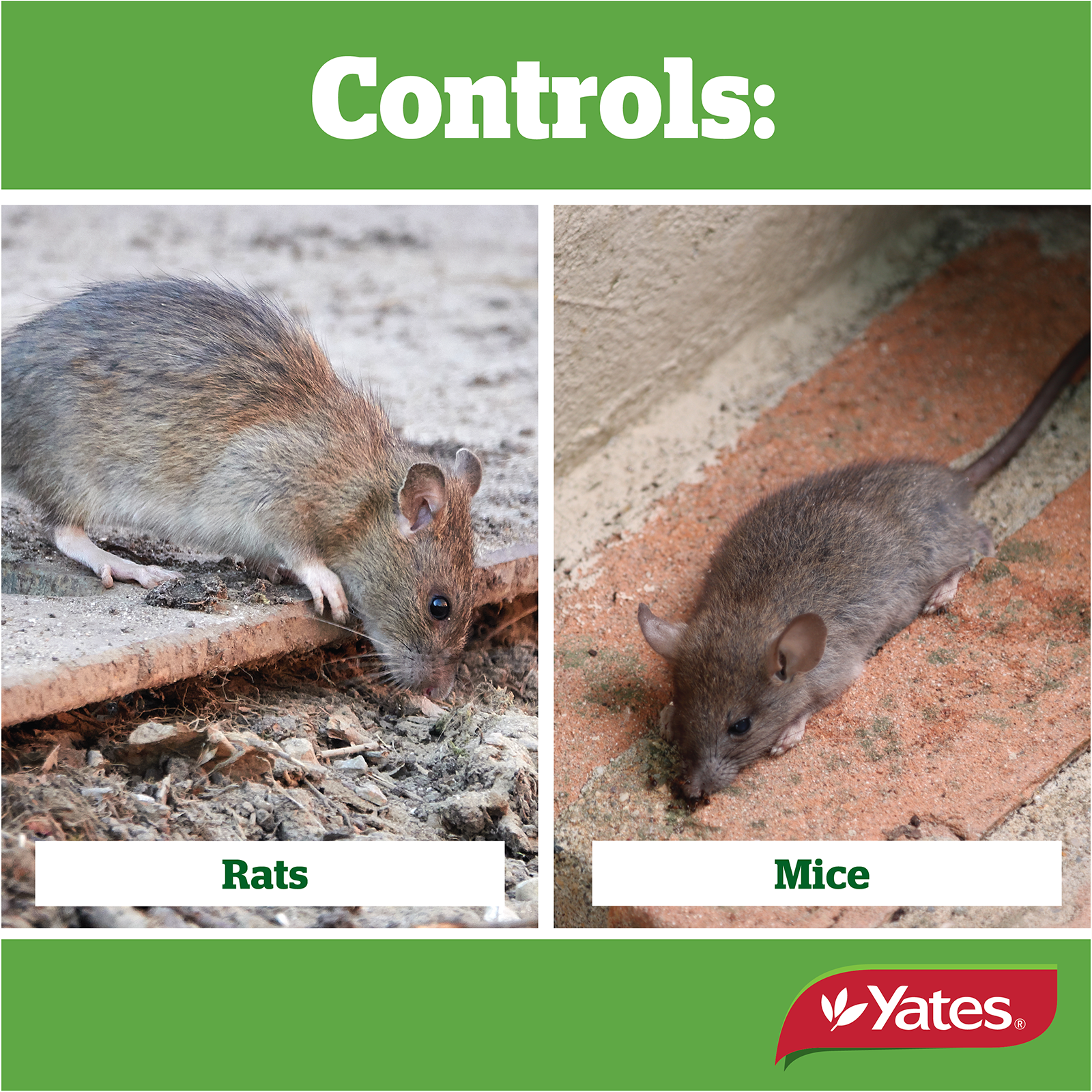 Yates Ratsak Throwv2 04