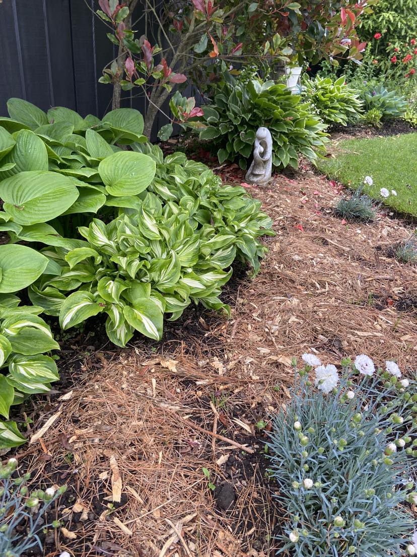 Hosta Heaven